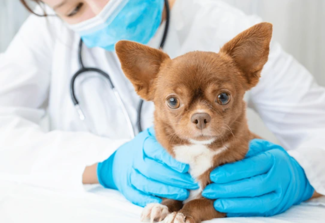 cuidados veterinarios para chihuahua